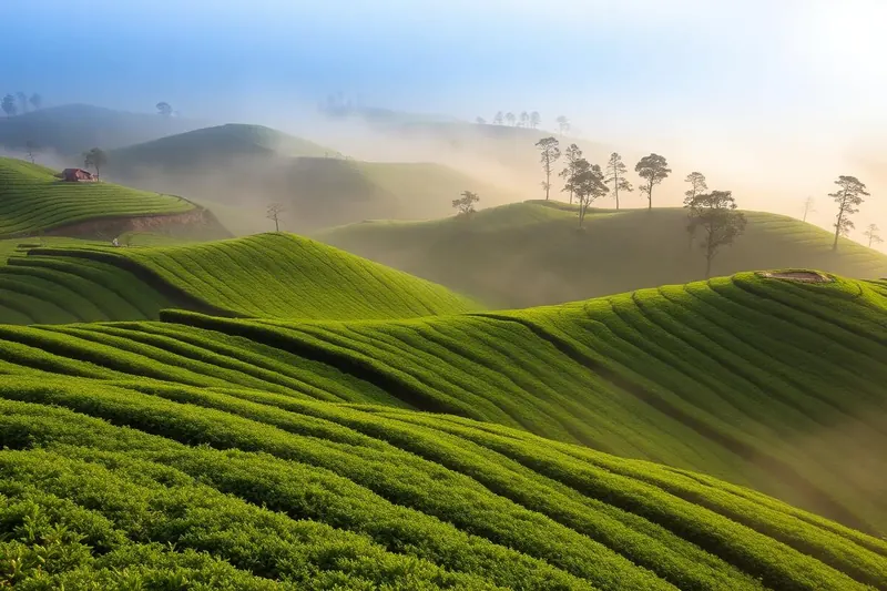 Nuwara Eliya, Central Highlands, Sri Lanka